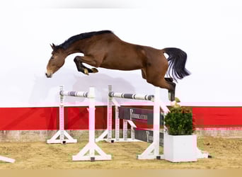 KWPN, Mare, 4 years, 15,2 hh, Brown