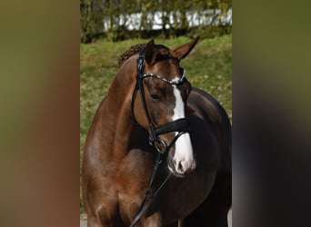 KWPN, Mare, 4 years, 15,2 hh, Chestnut