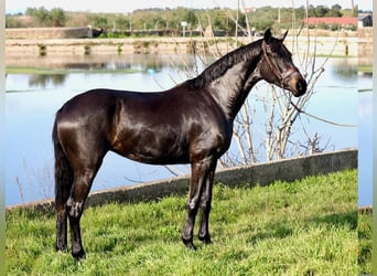 KWPN, Mare, 4 years, 15,3 hh, Black