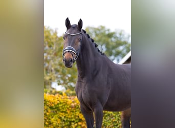 KWPN, Mare, 4 years, 15,3 hh