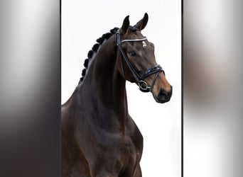 KWPN, Mare, 4 years, 16.1 hh, Bay-Dark