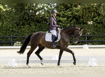 KWPN, Mare, 4 years, 16,1 hh, Bay-Dark