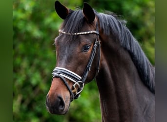 KWPN, Mare, 4 years, 16.1 hh, Bay-Dark