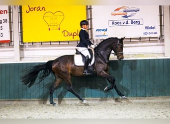 KWPN, Mare, 4 years, 16.1 hh, Bay-Dark