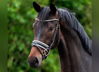 KWPN, Mare, 4 years, 16.1 hh, Bay-Dark