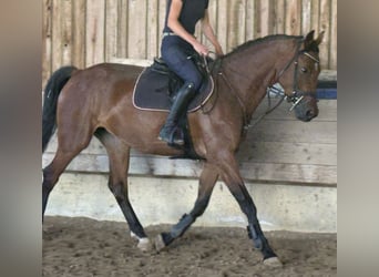 KWPN, Mare, 4 years, 16.1 hh, Bay-Dark