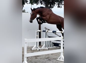 KWPN, Mare, 4 years, 16.1 hh, Bay-Dark