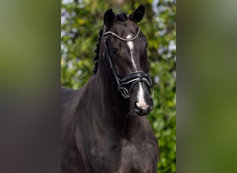 KWPN, Mare, 4 years, 16.1 hh, Black
