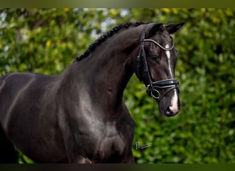 KWPN, Mare, 4 years, 16.1 hh, Black