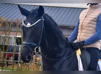 KWPN, Mare, 4 years, 16,1 hh, Black