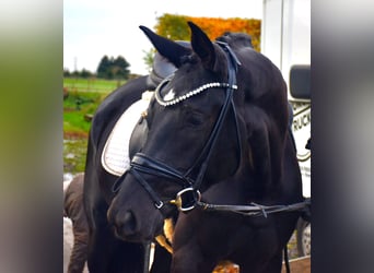 KWPN, Mare, 4 years, 16,1 hh, Black