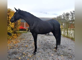 KWPN, Mare, 4 years, 16,1 hh, Black