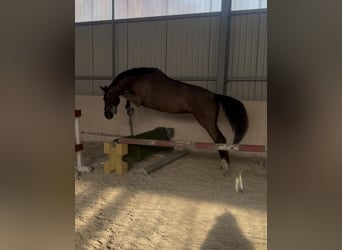 KWPN, Mare, 4 years, 16.1 hh, Black