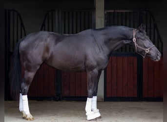 KWPN, Mare, 4 years, 16.1 hh, Black