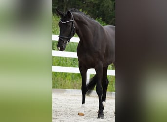 KWPN, Mare, 4 years, 16,1 hh, Black