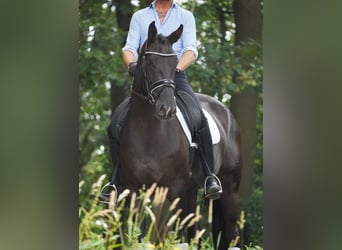 KWPN, Mare, 4 years, 16,1 hh, Black