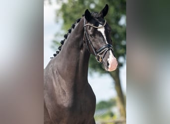 KWPN, Mare, 4 years, 16,1 hh, Black