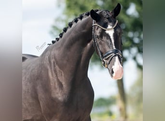 KWPN, Mare, 4 years, 16,1 hh, Black