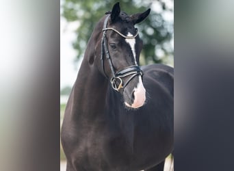 KWPN, Mare, 4 years, 16,1 hh, Black