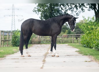 KWPN, Mare, 4 years, 16,1 hh, Black