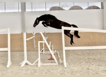 KWPN, Mare, 4 years, 16,1 hh, Black