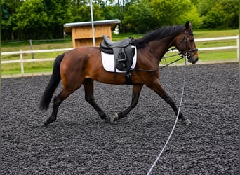 KWPN, Mare, 4 years, 16.1 hh, Brown