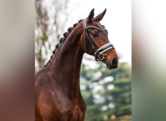 KWPN, Mare, 4 years, 16,1 hh, Brown