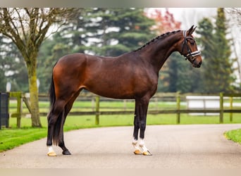 KWPN, Mare, 4 years, 16,1 hh, Brown