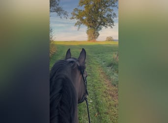 KWPN, Mare, 4 years, 16.1 hh, Brown