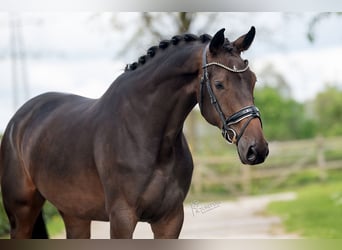 KWPN, Mare, 4 years, 16.1 hh, Brown