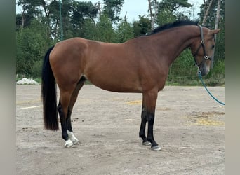 KWPN, Mare, 4 years, 16,1 hh, Brown