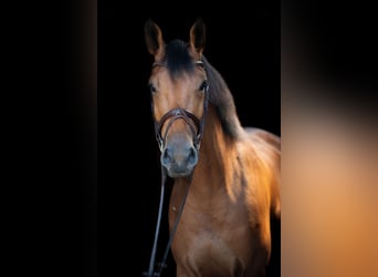KWPN, Mare, 4 years, 16.1 hh, Brown