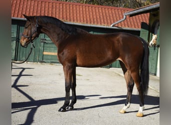 KWPN, Mare, 4 years, 16.1 hh, Brown
