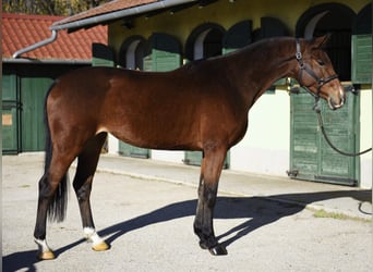 KWPN, Mare, 4 years, 16.1 hh, Brown