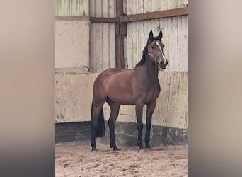 KWPN, Mare, 4 years, 16.1 hh, Brown