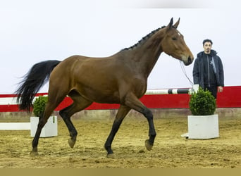 KWPN, Mare, 4 years, 16,1 hh, Brown