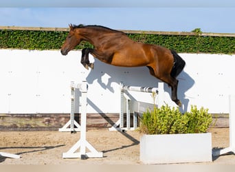 KWPN, Mare, 4 years, 16.1 hh, Brown