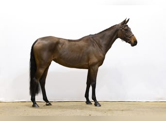 KWPN, Mare, 4 years, 16,1 hh, Brown