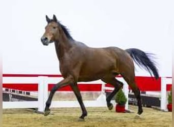 KWPN, Mare, 4 years, 16,1 hh, Brown