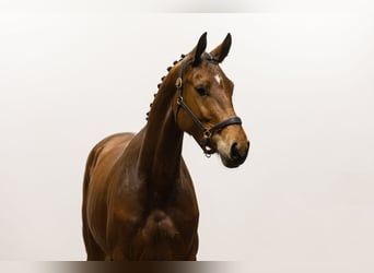 KWPN, Mare, 4 years, 16,1 hh, Brown