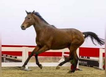 KWPN, Mare, 4 years, 16,1 hh, Brown