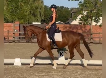 KWPN, Mare, 4 years, 16.1 hh, Chestnut