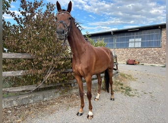 KWPN, Mare, 4 years, 16.1 hh, Chestnut