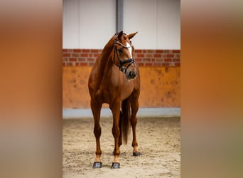 KWPN, Mare, 4 years, 16.1 hh, Chestnut-Red