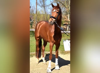 KWPN, Mare, 4 years, 16.1 hh, Chestnut-Red