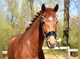 KWPN, Mare, 4 years, 16.1 hh, Chestnut-Red