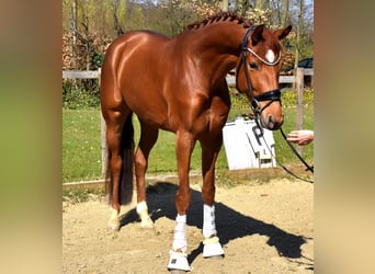 KWPN, Mare, 4 years, 16.1 hh, Chestnut-Red