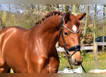 KWPN, Mare, 4 years, 16.1 hh, Chestnut-Red