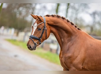 KWPN, Mare, 4 years, 16.1 hh, Chestnut-Red