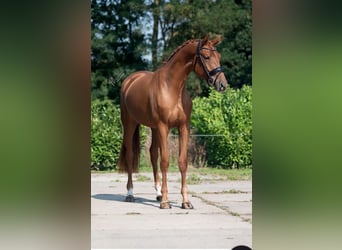 KWPN, Mare, 4 years, 16,1 hh, Chestnut-Red